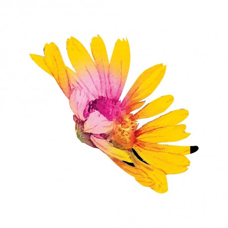 Yves Rocher Pure Camomille Beruhigendes Mizellenwasser Успокаивающая мицеллярная вода Pure Camomille