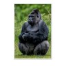 CALVENDO Puzzle CALVENDO Puzzle Emotionale Momente: Aus dem Leben der Familie Gorilla. \/ CH-Version Пазл CALVENDO Пазл Эмоциональные моменты: Из жизни семьи горилл. \/ версия CH
