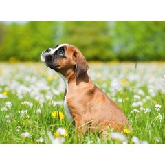 CALVENDO Puzzle CALVENDO Puzzle Niedlicher Boxerwelpe Пазл CALVENDO Puzzle Милый щенок боксера