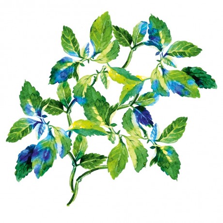 Yves Rocher Pure Menthe Klarendes Peeling Pure Menthe Осветляющий пилинг