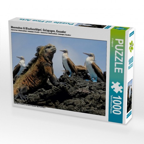 CALVENDO Puzzle CALVENDO Puzzle Meerechse  Blaufusstolpel Пазл CALVENDO Puzzle морская игуана синеногая щетина