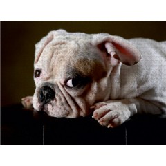 CALVENDO Puzzle CALVENDO Puzzle Olaf Пазл CALVENDO Пазл Олаф